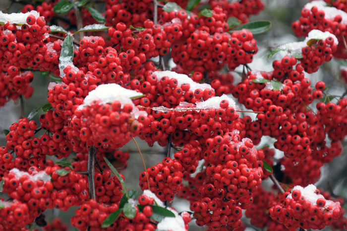 Snowmageddon 2010